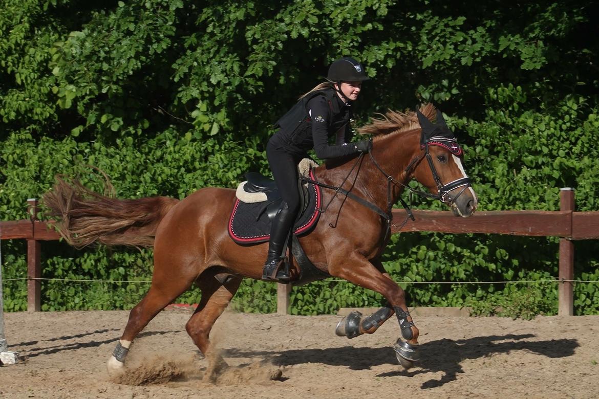 Welsh Cob (sec D) Fredsbos Twandon billede 9