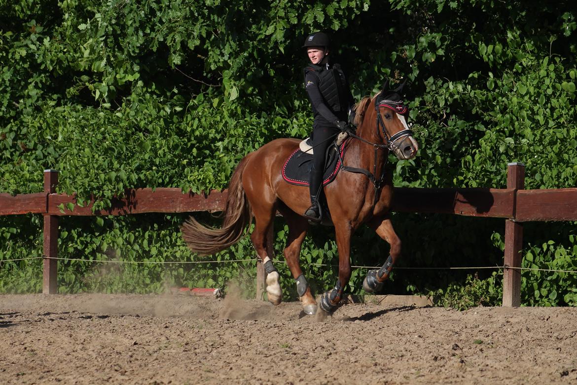 Welsh Cob (sec D) Fredsbos Twandon billede 15