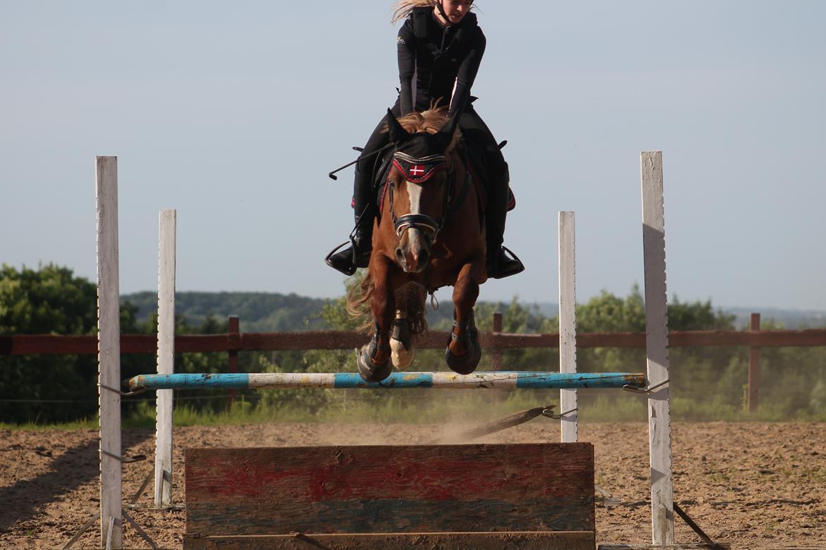 Welsh Cob (sec D) Fredsbos Twandon billede 16