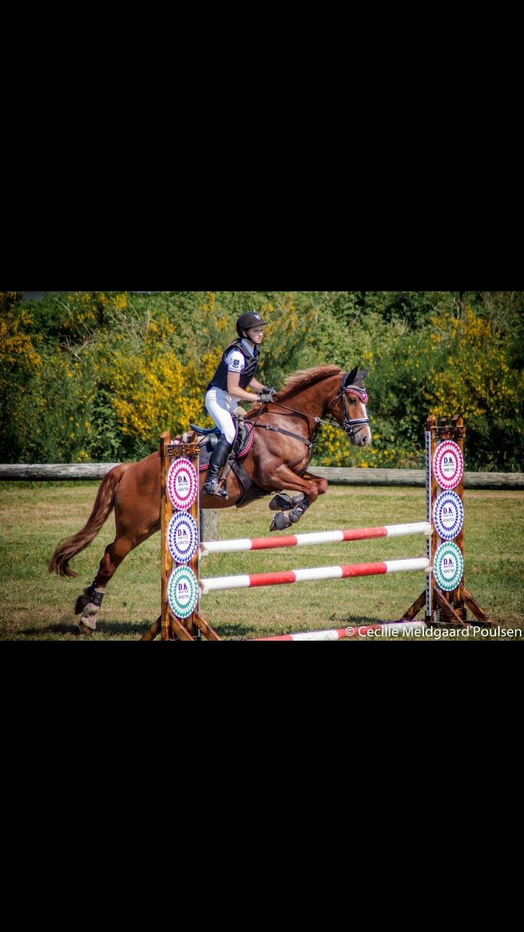 Welsh Cob (sec D) Fredsbos Twandon - Første c-stævne  billede 17