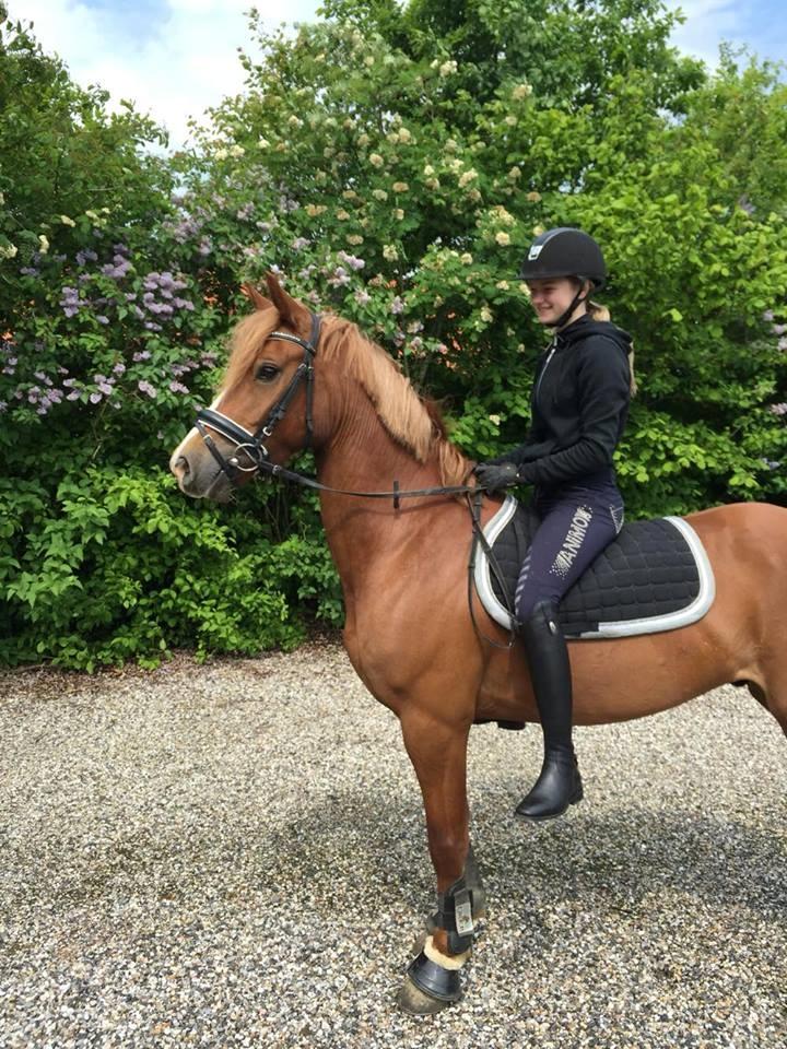 Welsh Cob (sec D) Fredsbos Twandon billede 19