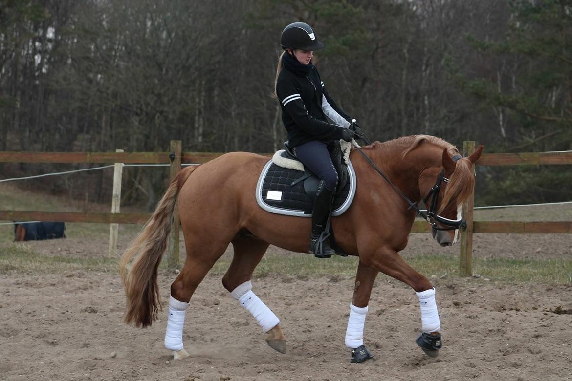 Welsh Cob (sec D) Fredsbos Twandon billede 20