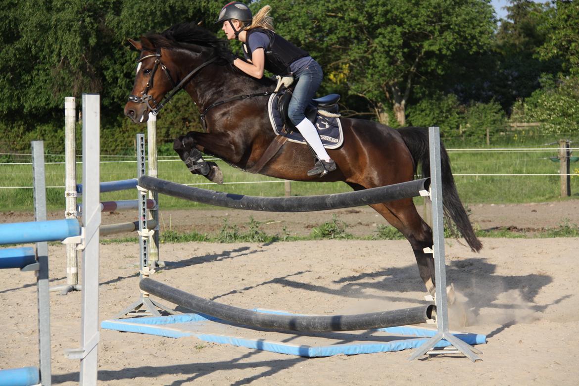 New Forest Egeballe's Lotus billede 2