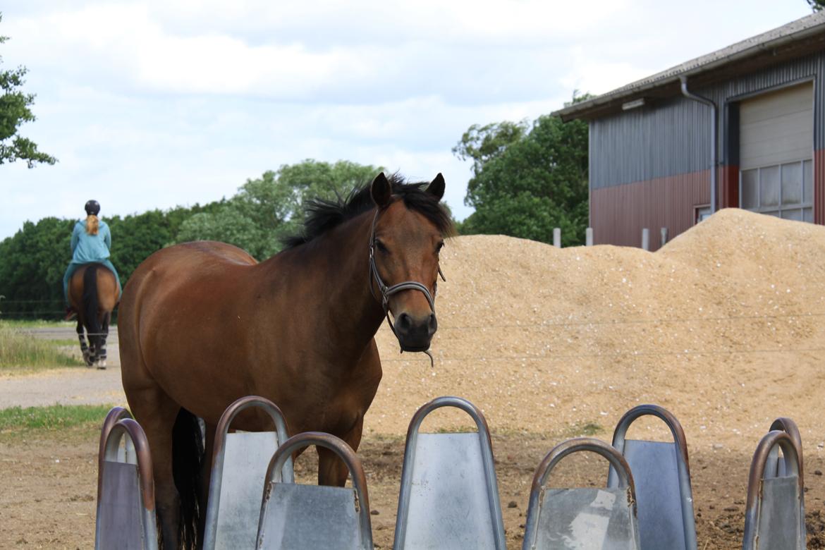 New Forest Romeo`s Isa billede 2