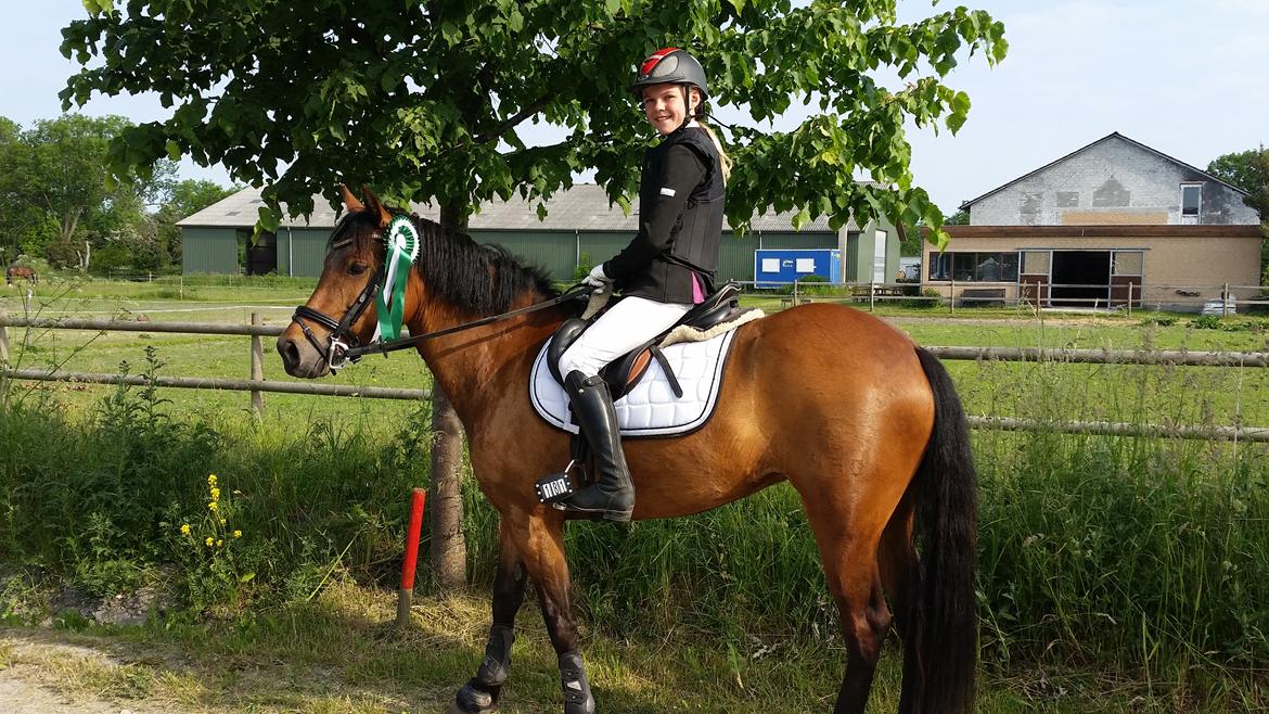 New Forest Romeo`s Isa billede 3