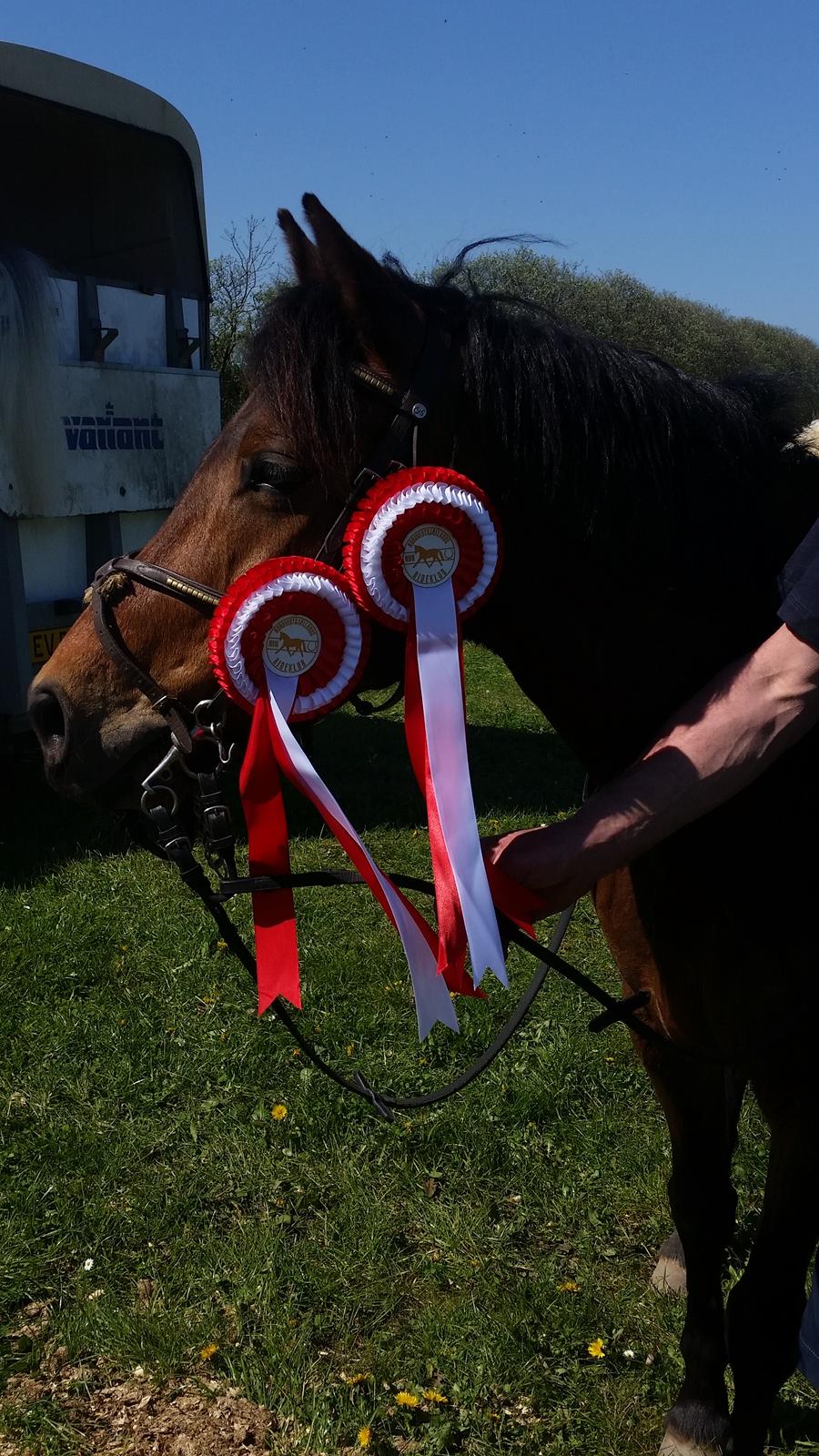 New Forest Romeo`s Isa billede 8