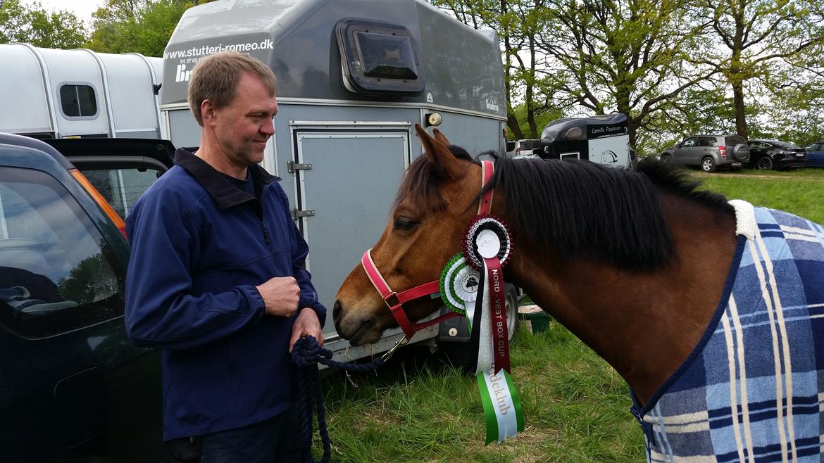 New Forest Romeo`s Isa billede 9