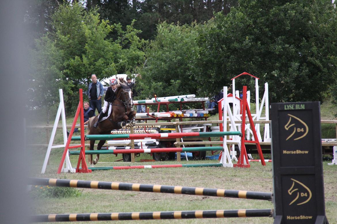 New Forest Romeo´s Hirse billede 2