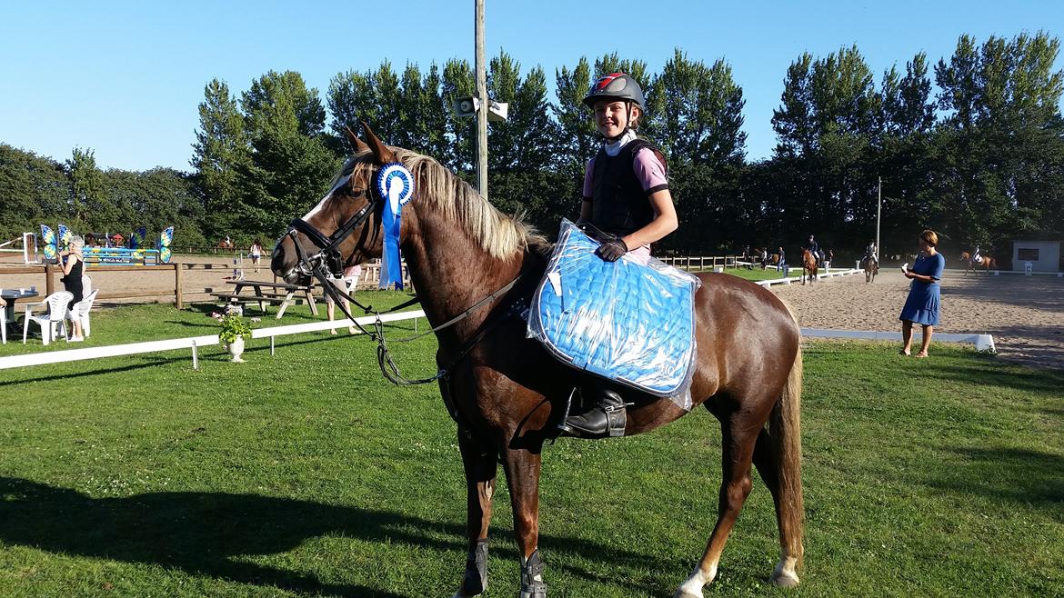 New Forest Romeo´s Hirse billede 4