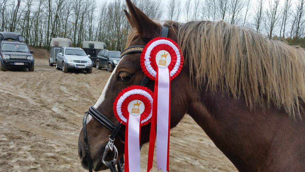 New Forest Romeo´s Hirse billede 5