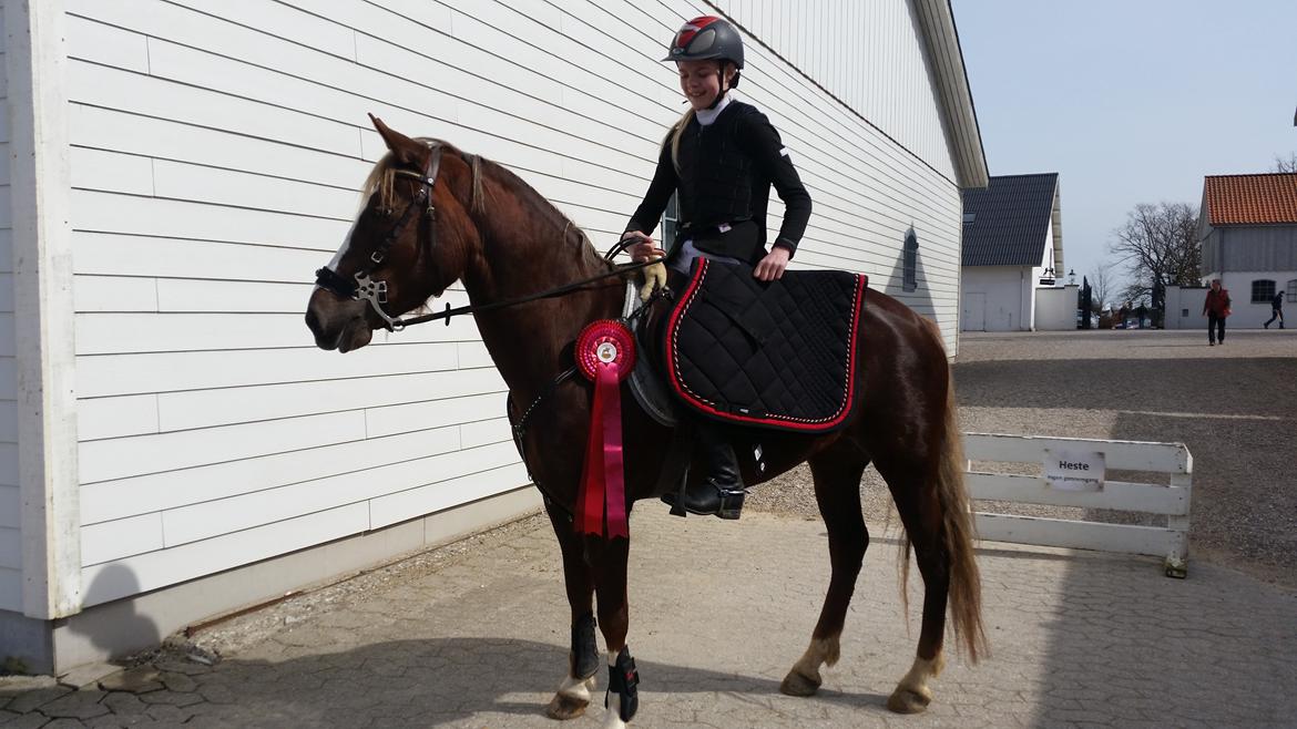 New Forest Romeo´s Hirse billede 6