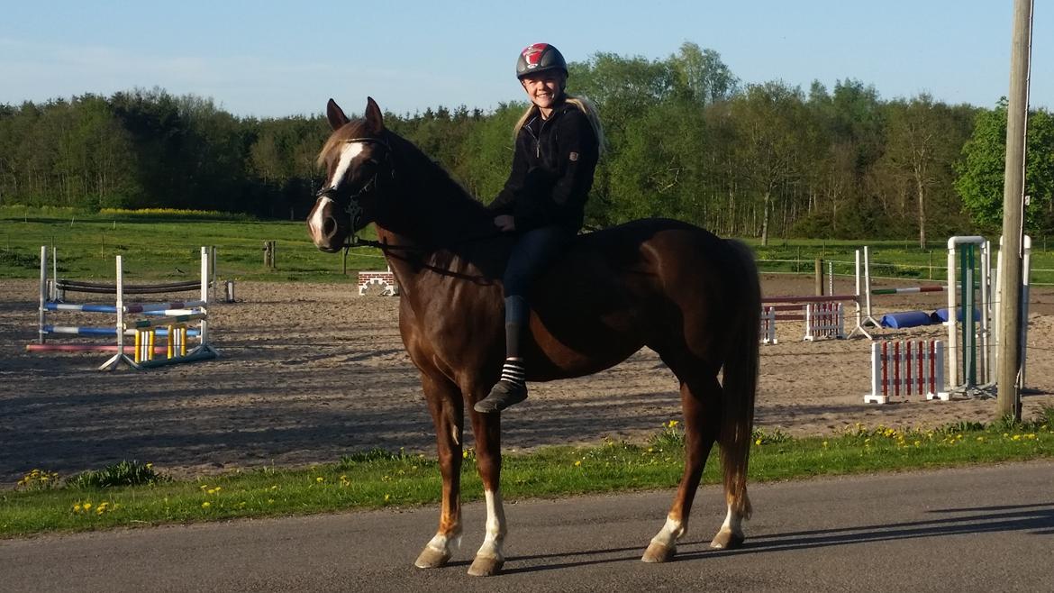 New Forest Romeo´s Hirse billede 8