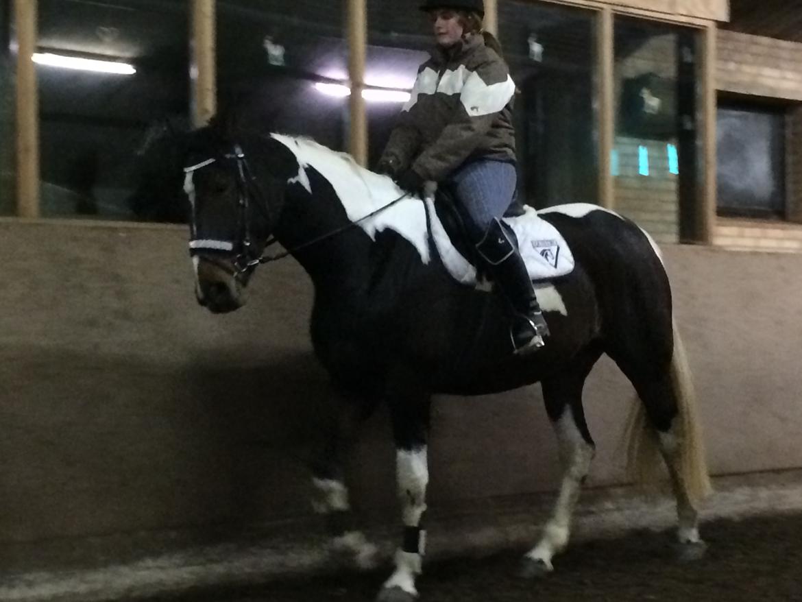 Pinto Randrupmølles jolene  billede 15