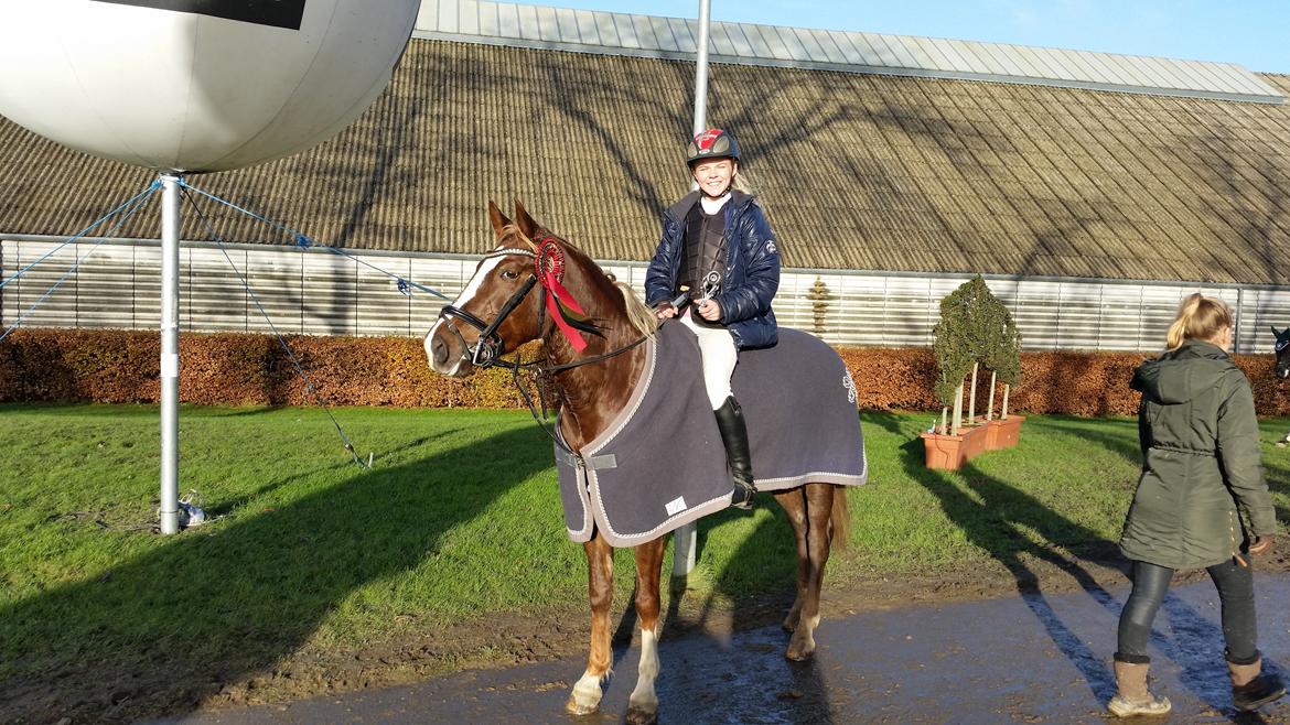 New Forest Romeo´s Hirse billede 9