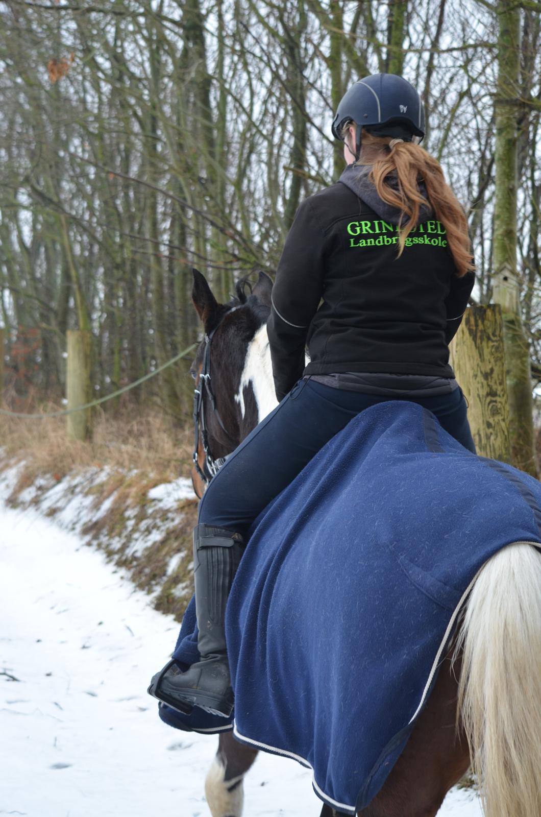 Pinto Randrupmølles jolene  billede 19