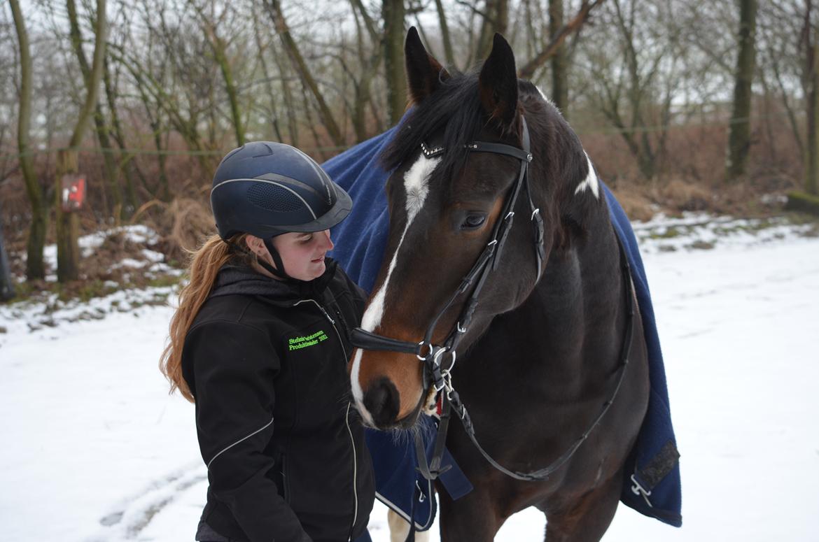 Pinto Randrupmølles jolene  billede 18
