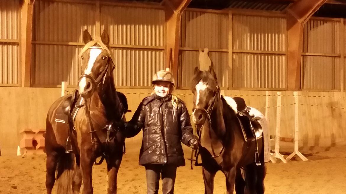 New Forest Romeo´s Hirse billede 7