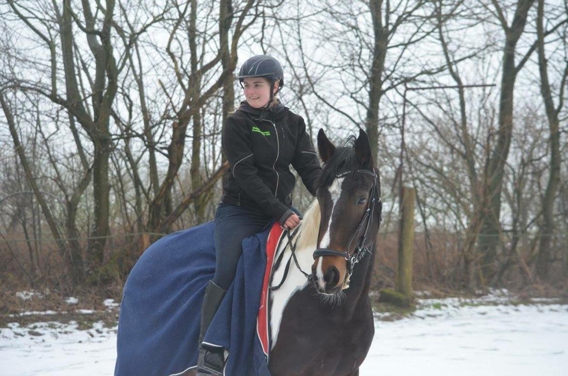 Pinto Randrupmølles jolene  billede 20