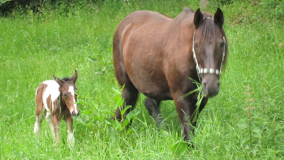 Pinto Randrupmølles jolene  billede 2