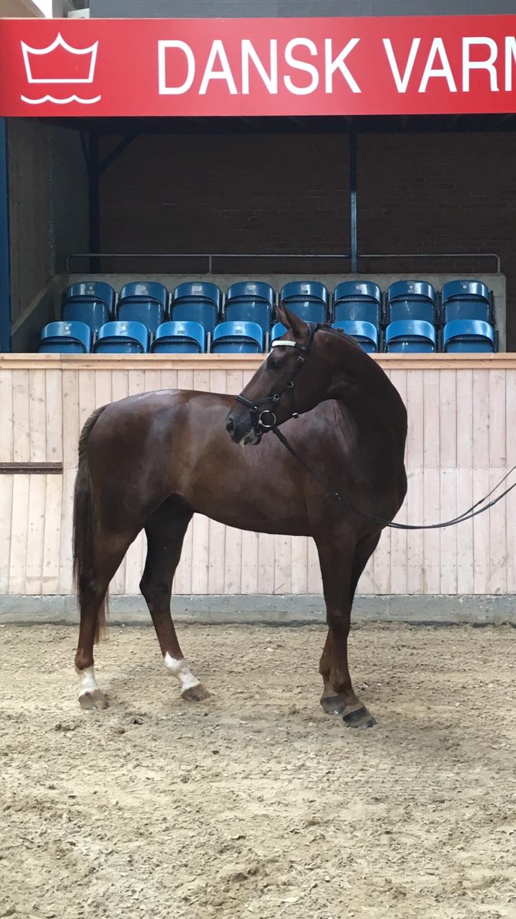 Dansk Varmblod Apollo Hit - Apollo Hit på Vilhelmsborg billede 1