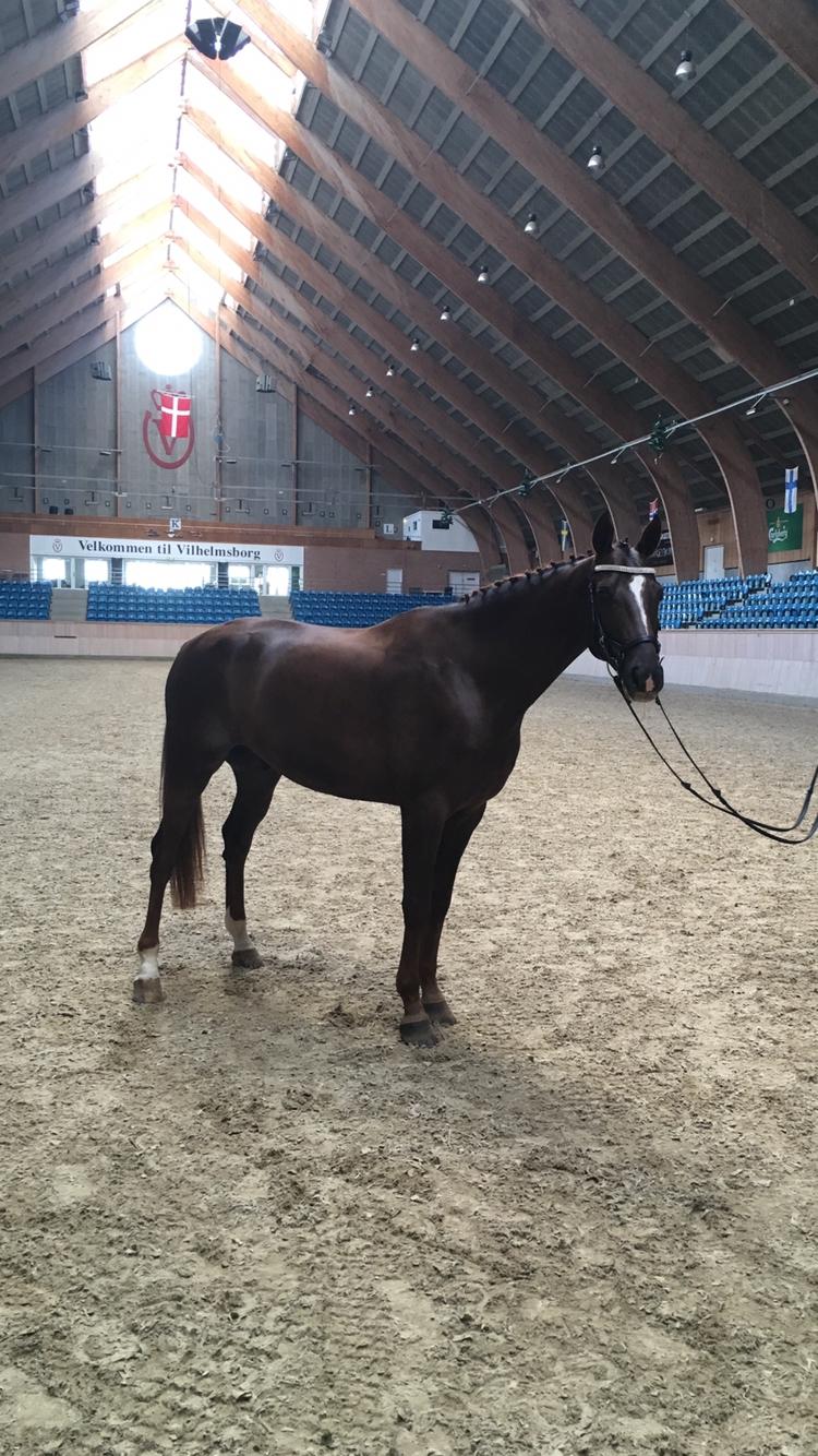 Dansk Varmblod Apollo Hit - Apollo Hit på Vilhelmsborg billede 12