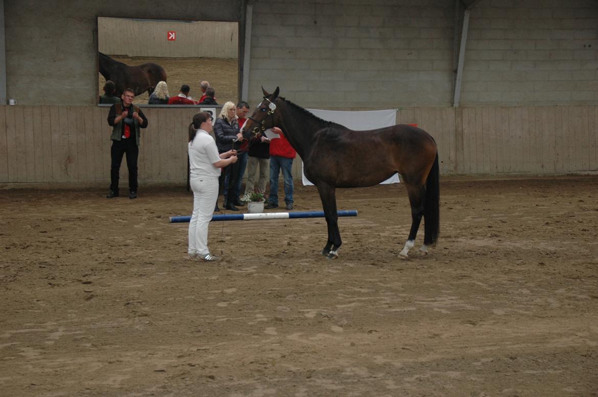 Oldenborg Ravnkjermindes Nena billede 5