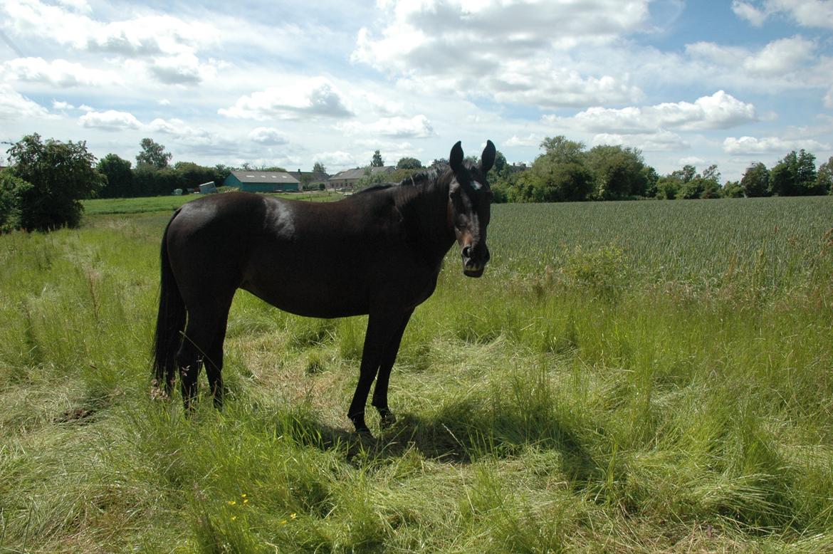 Oldenborg Ravnkjermindes Nena billede 10