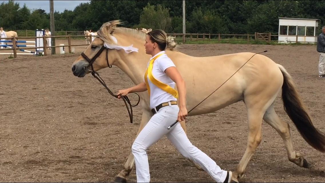 Fjordhest Munkegårdens sille billede 41