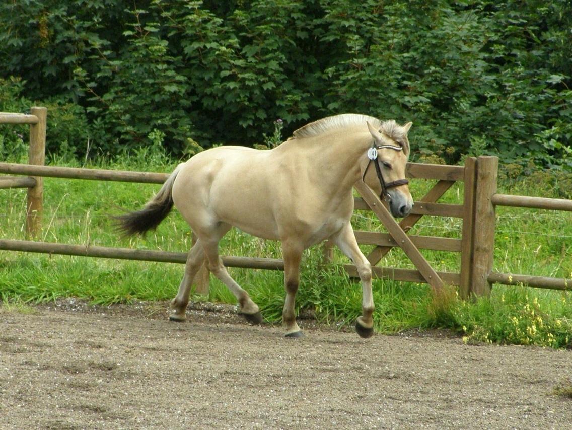 Fjordhest Munkegårdens sille billede 43