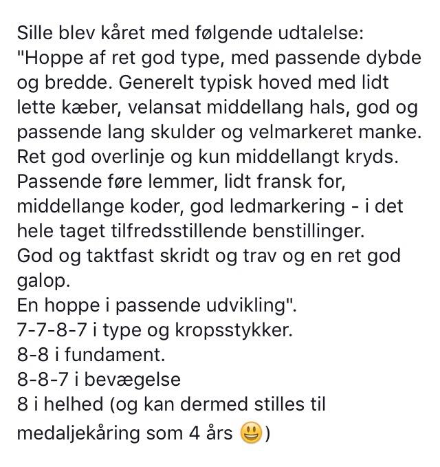 Fjordhest Munkegårdens sille billede 50