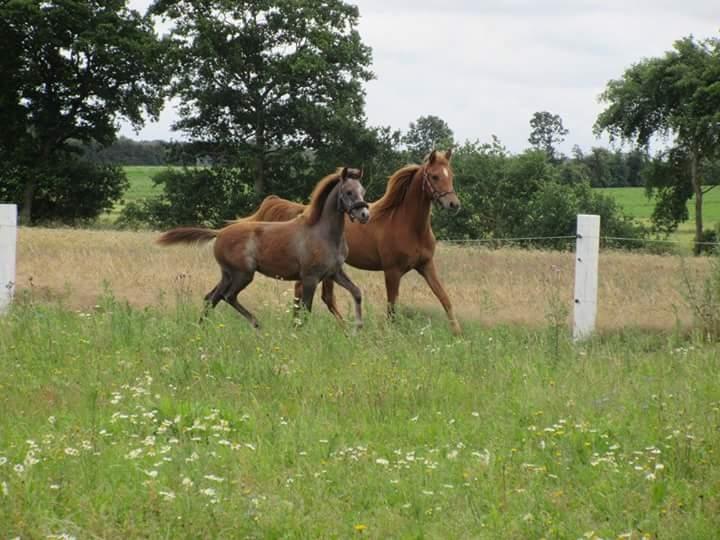 Arabisk fuldblod (OX) Emira bint Gharib ox *SOLGT* billede 29