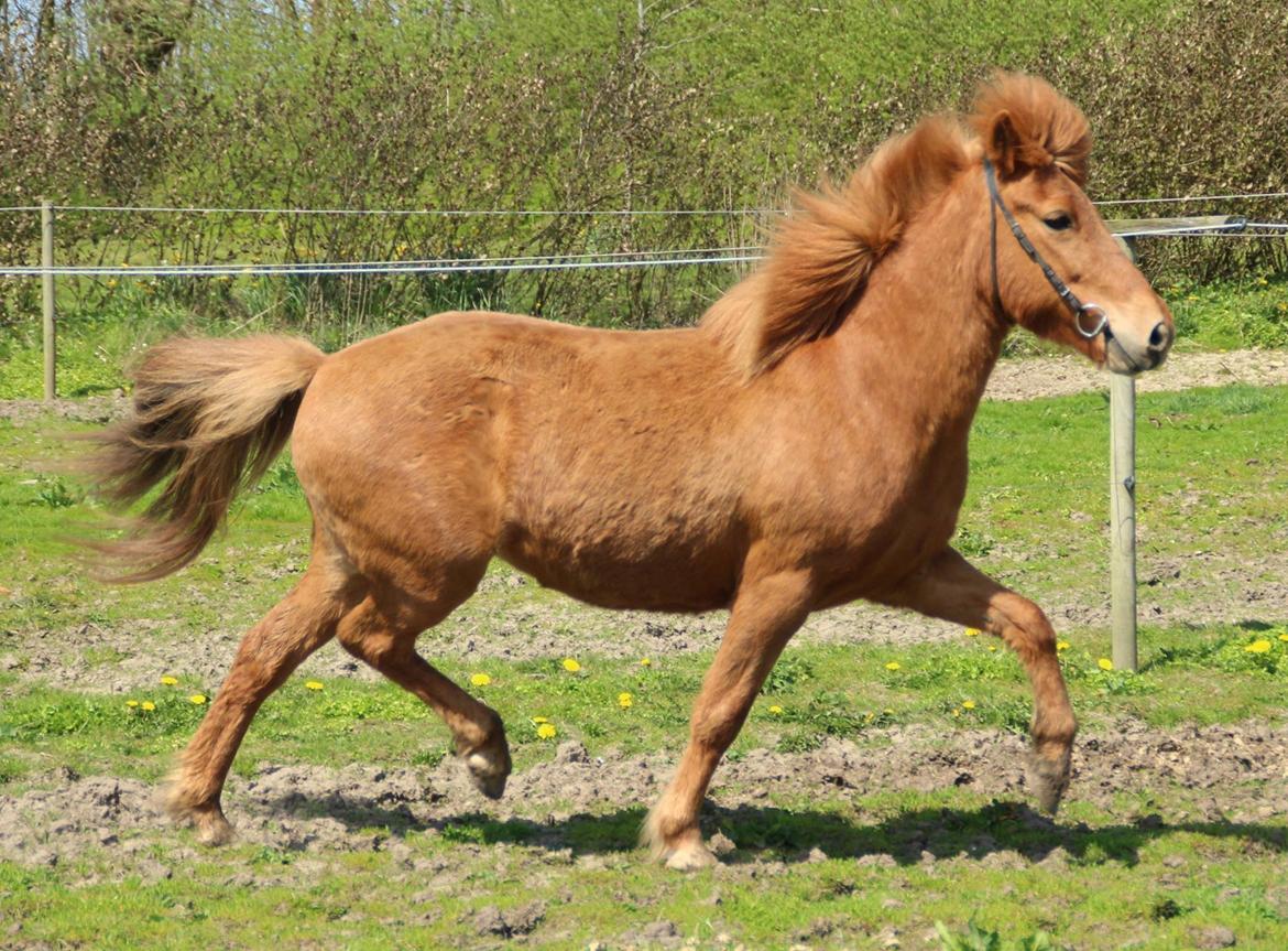 Islænder Röskva fra Dejbjerg - Februar 2016 billede 1