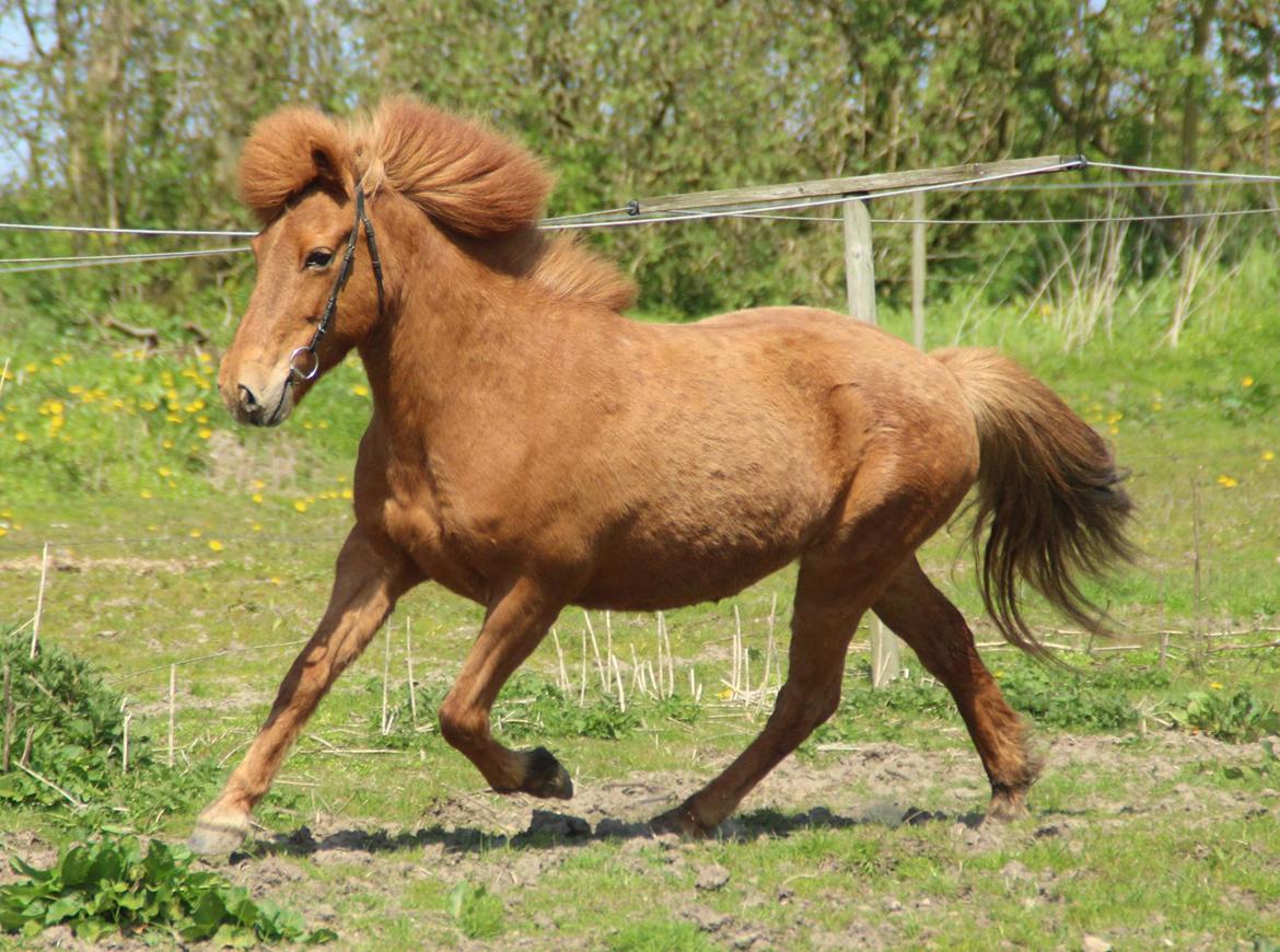 Islænder Röskva fra Dejbjerg - Februar 2016 billede 20