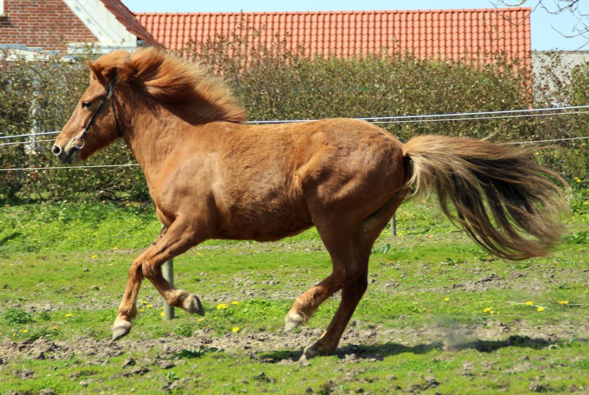 Islænder Röskva fra Dejbjerg - Februar 2016 billede 19