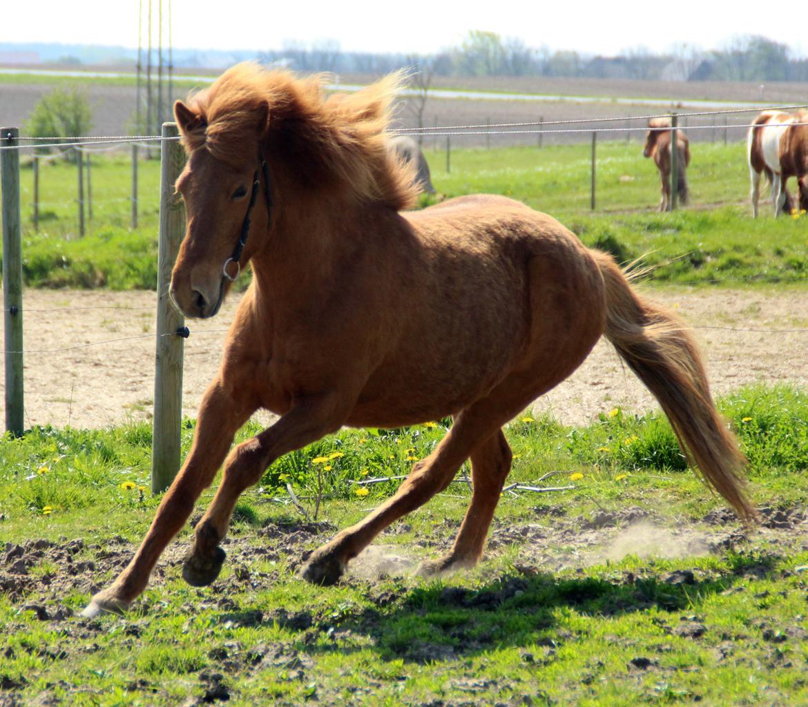 Islænder Röskva fra Dejbjerg - Februar 2016 billede 13