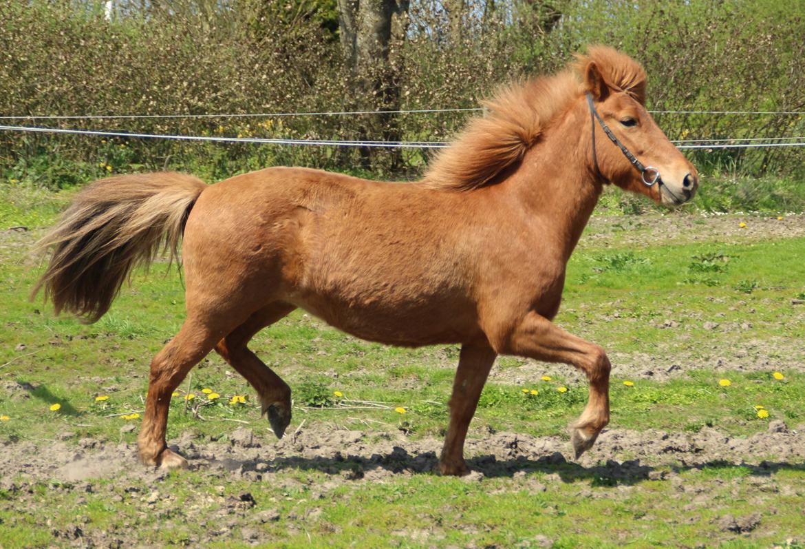 Islænder Röskva fra Dejbjerg - Februar 2016 billede 18