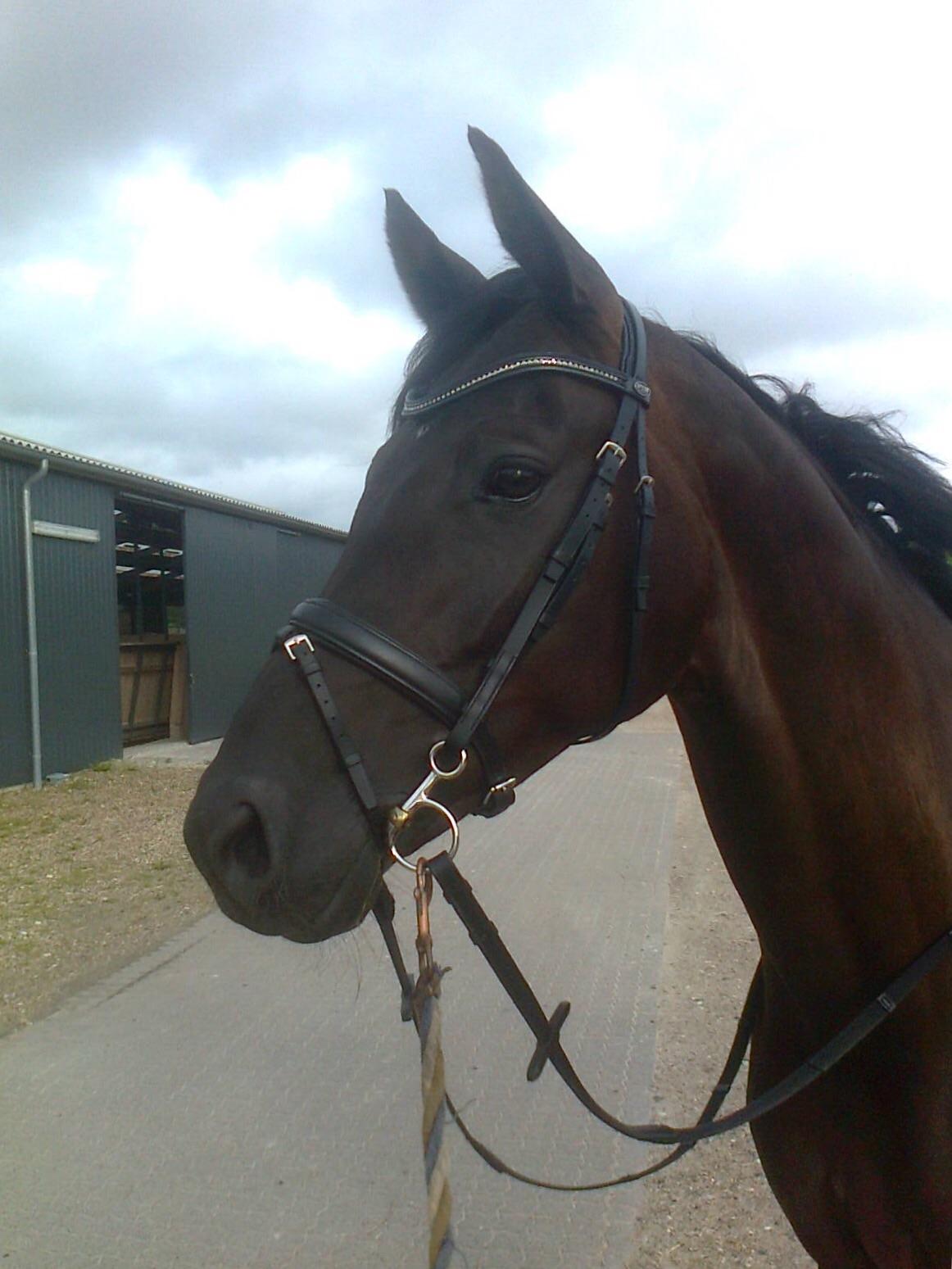 Dansk Varmblod Stenkærgårds Attention (B-hest) billede 8