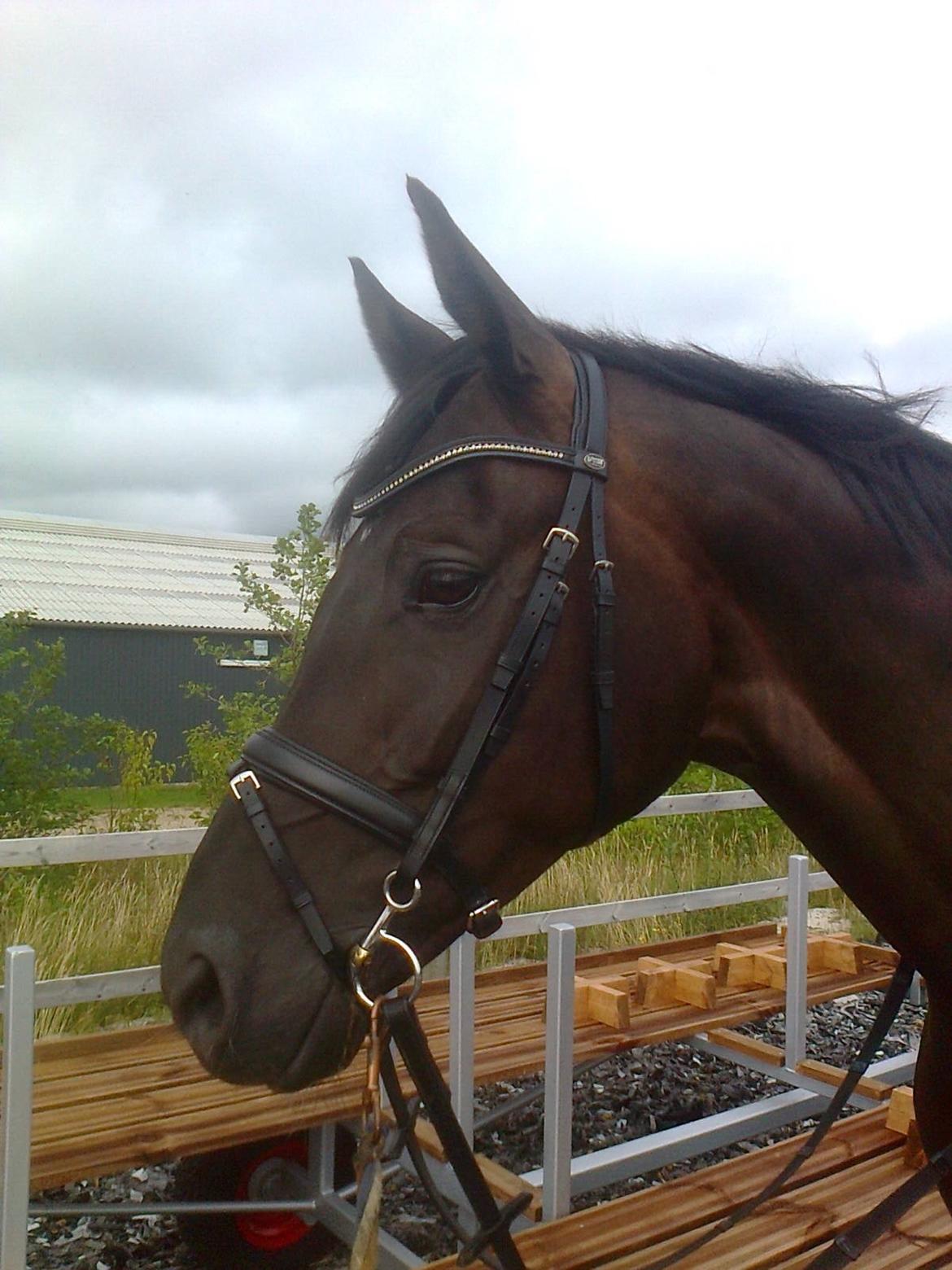 Dansk Varmblod Stenkærgårds Attention (B-hest) billede 9