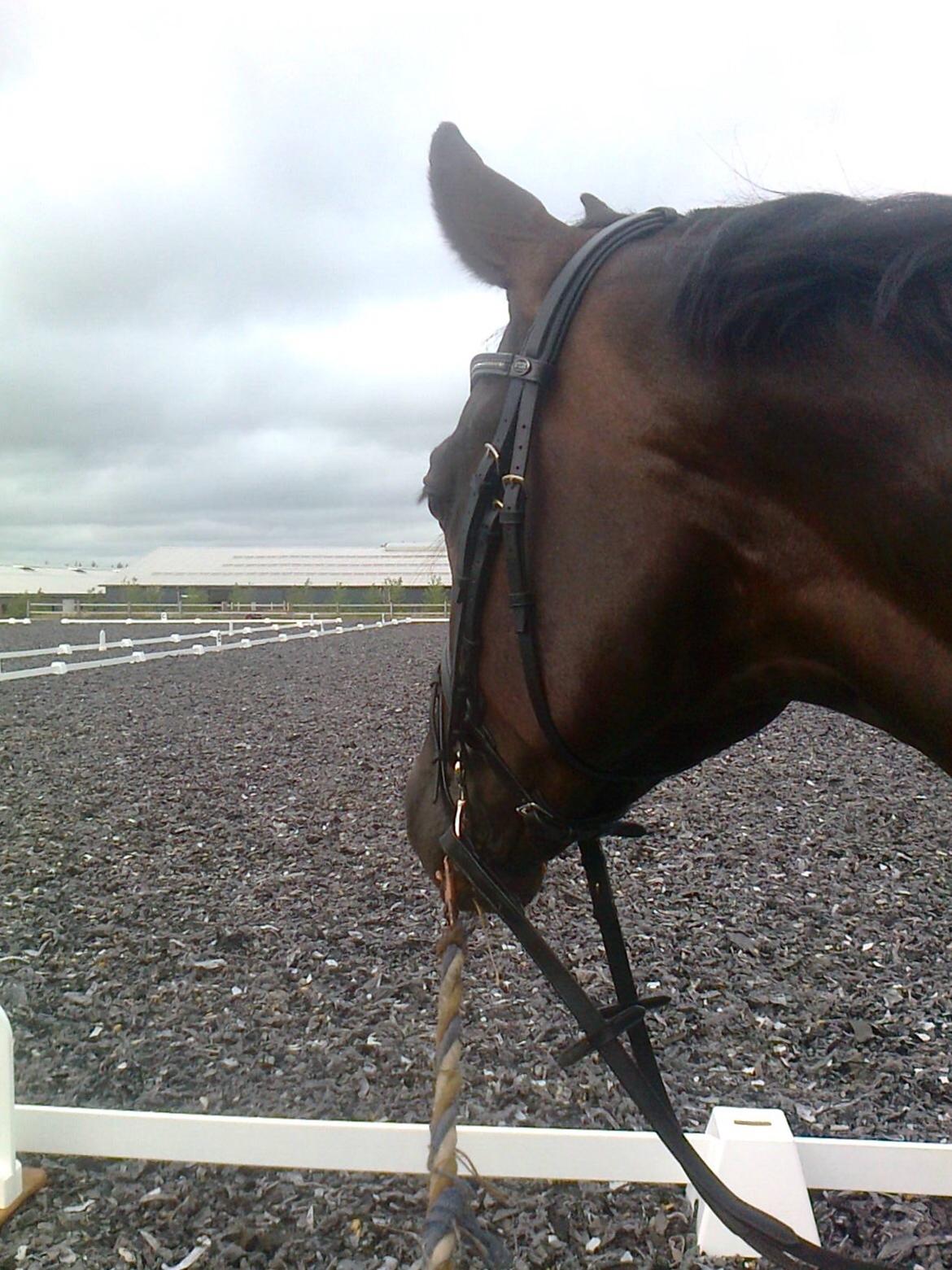 Dansk Varmblod Stenkærgårds Attention (B-hest) billede 10