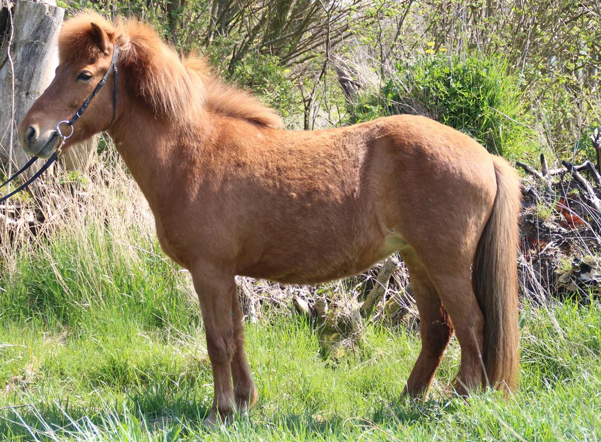 Islænder Röskva fra Dejbjerg - Februar 2016 billede 17