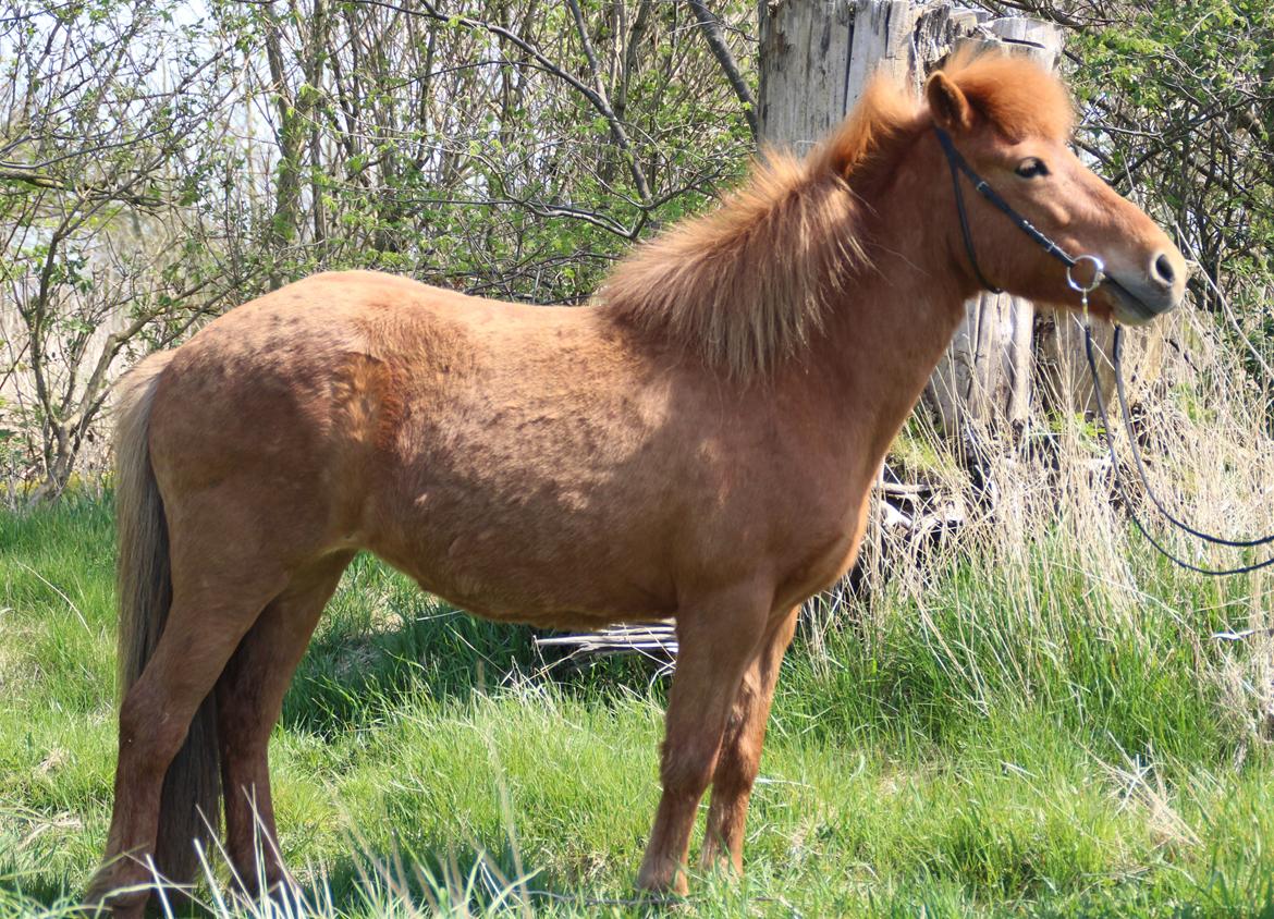Islænder Röskva fra Dejbjerg - Februar 2016 billede 16