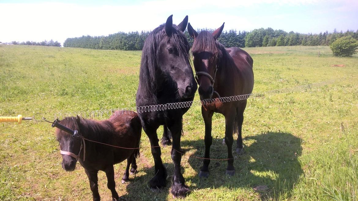 Standardbred Onki *Sille* billede 8