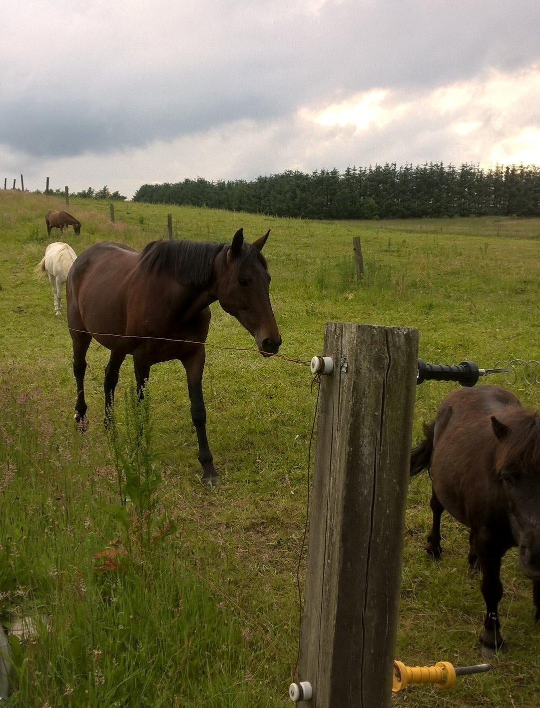 Standardbred Onki *Sille* billede 16