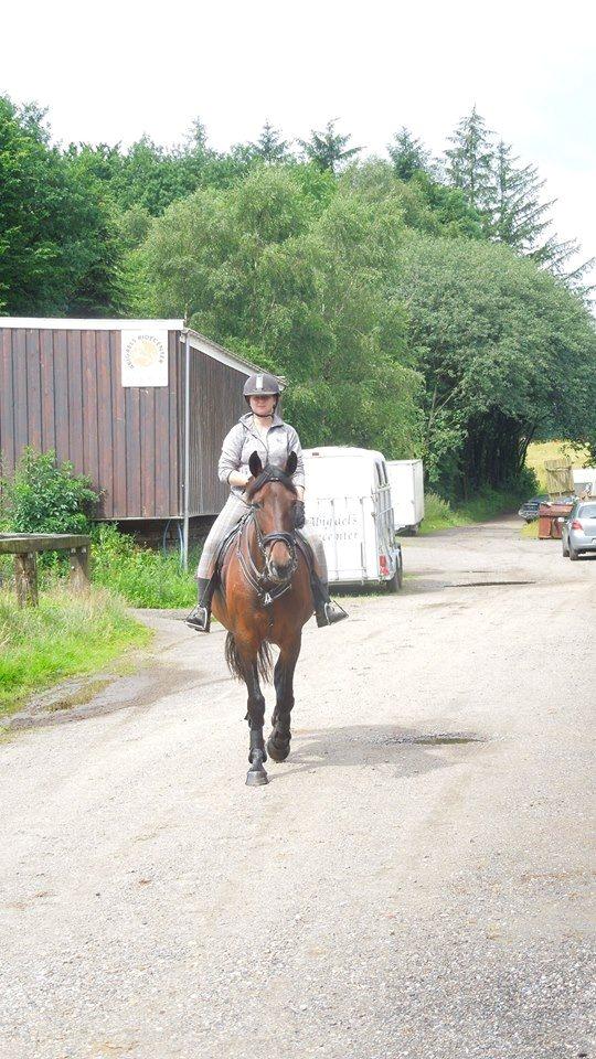 Standardbred Onki *Sille* billede 4