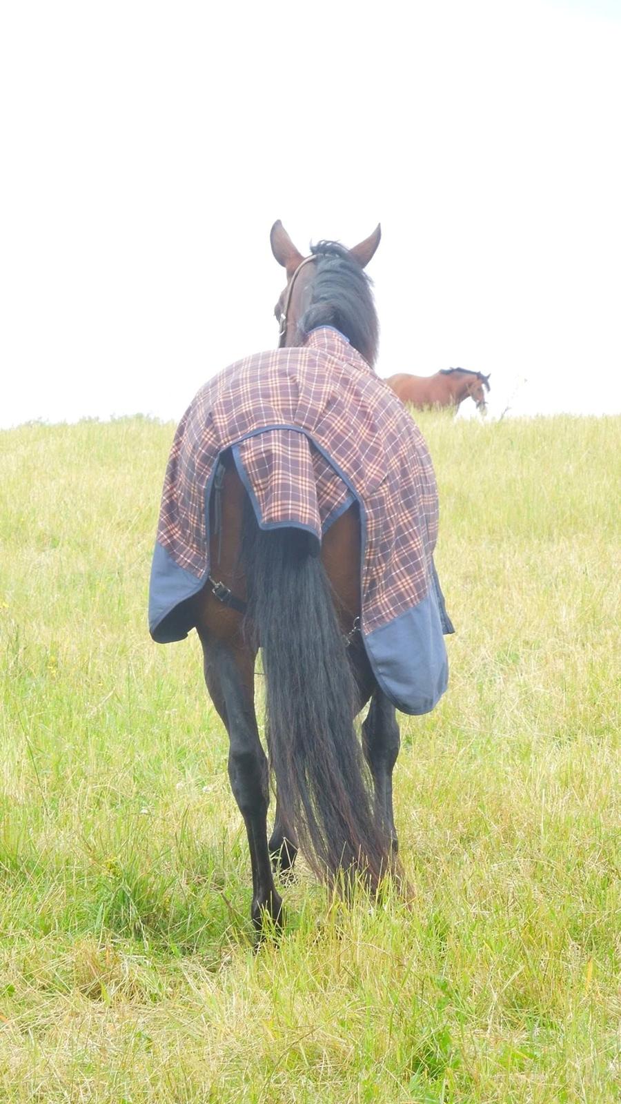 Standardbred Onki *Sille* billede 34