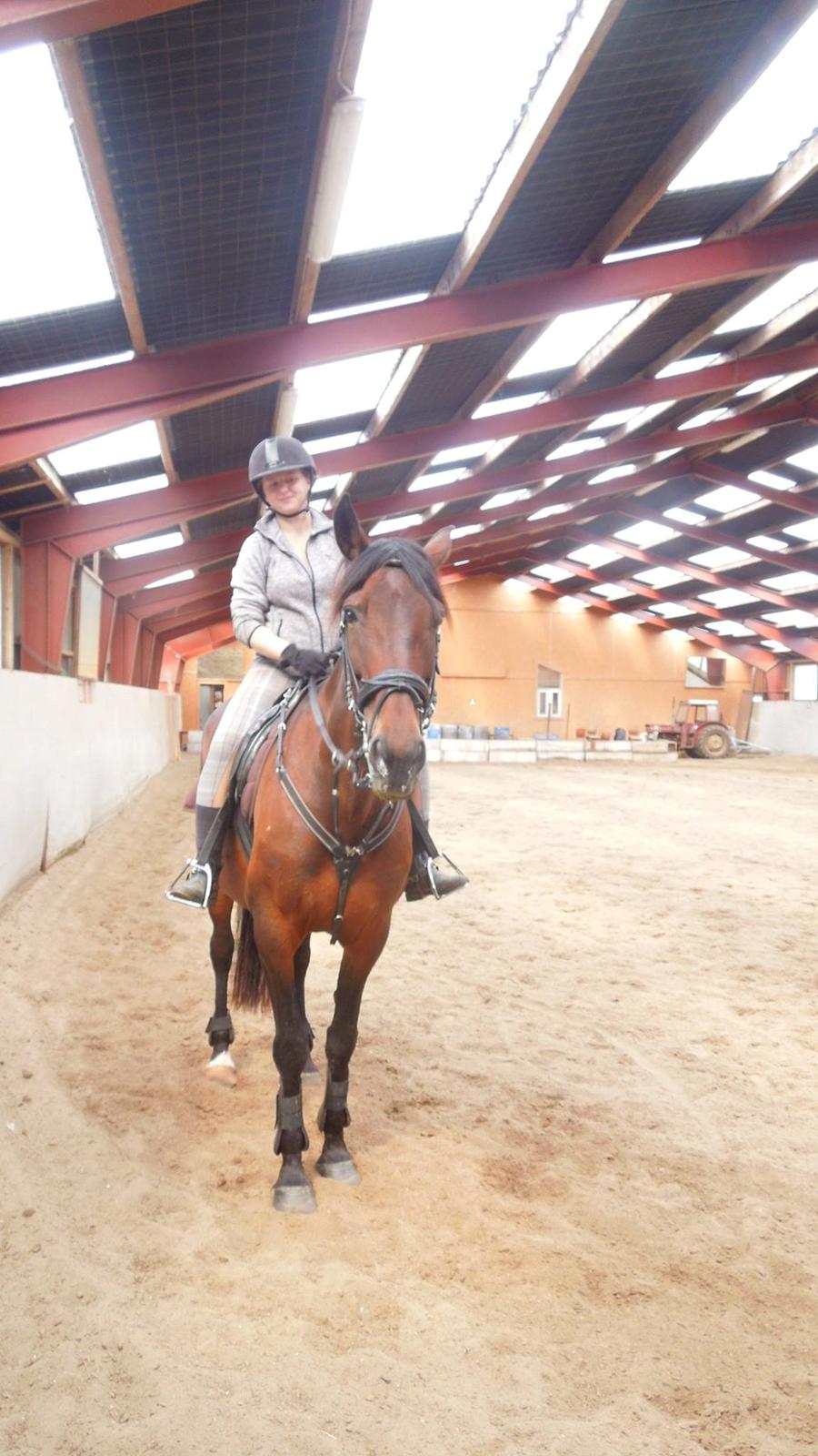 Standardbred Onki *Sille* billede 22