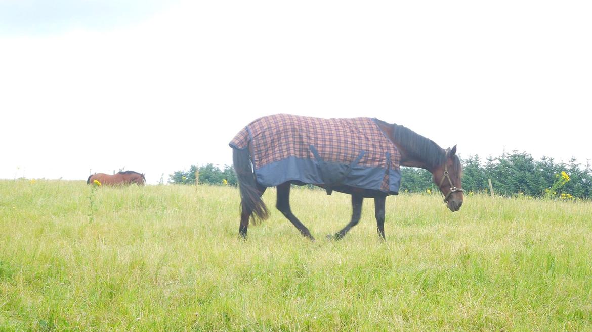 Standardbred Onki *Sille* billede 14