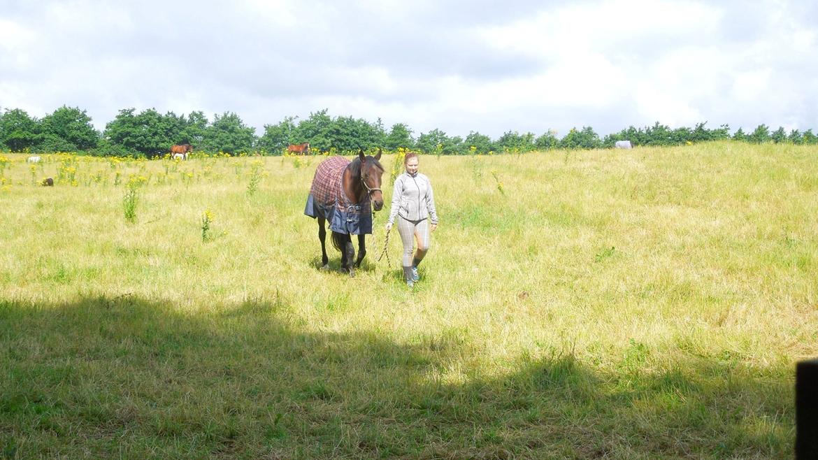 Standardbred Onki *Sille* billede 20