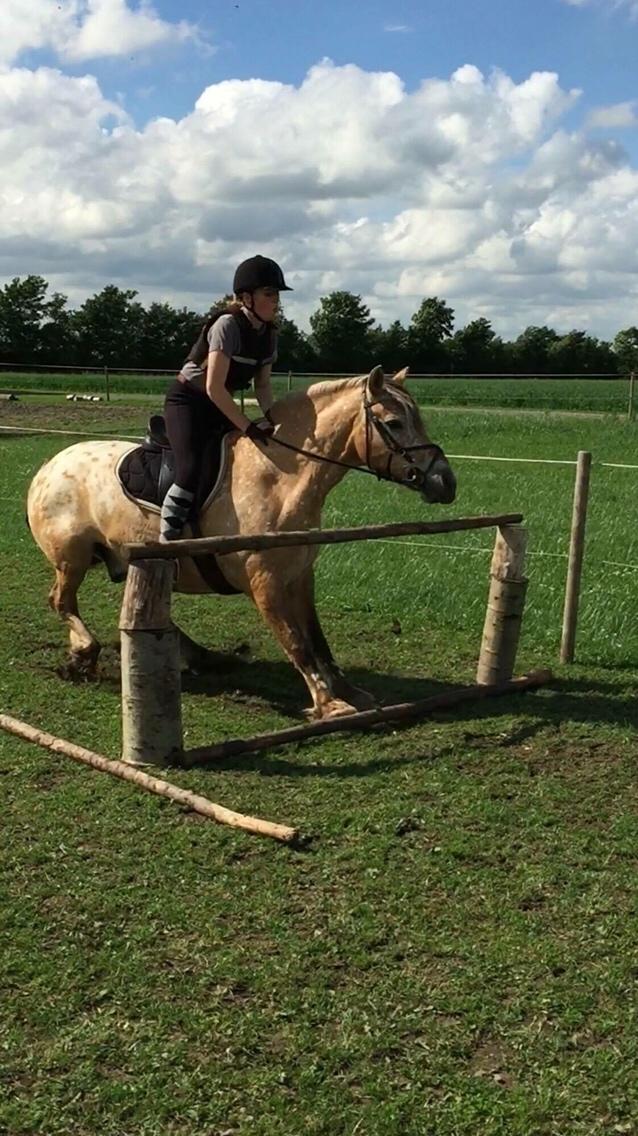 Anden særlig race Fjotte billede 18