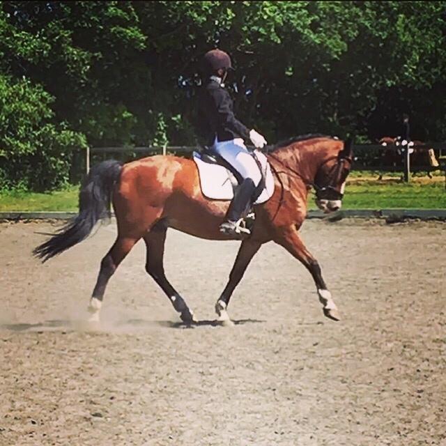 DSP Bæklunds Laredo billede 12